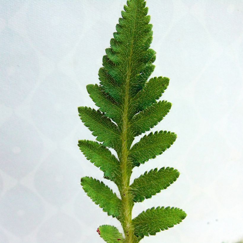 Pavot d'Orient Perry's White - Papaver orientale (Foliage)