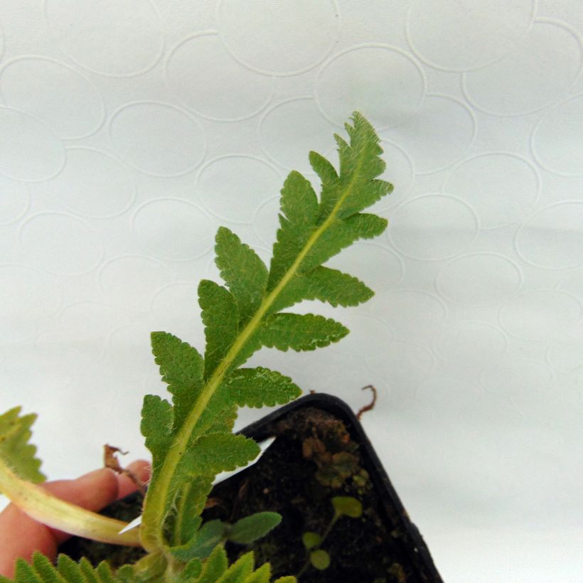 Pavot d'Orient Türkenlouis - Papaver orientale (Foliage)