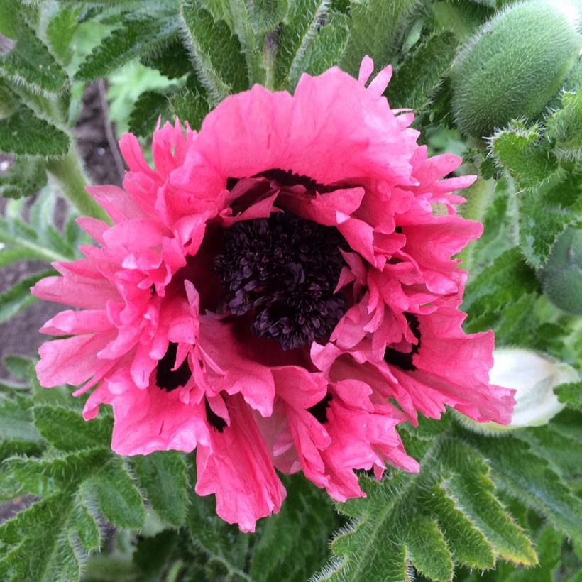 Pavot d'Orient Pink Perfection - Papaver orientale (Flowering)