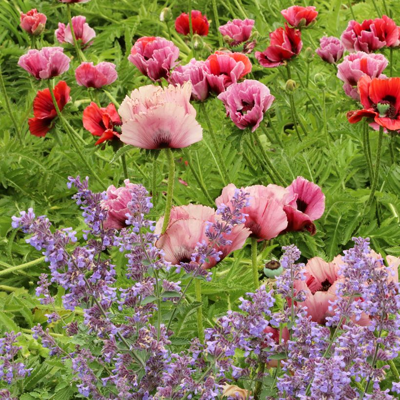 Pavot d'Orient Haremstraum - Papaver orientale (Plant habit)