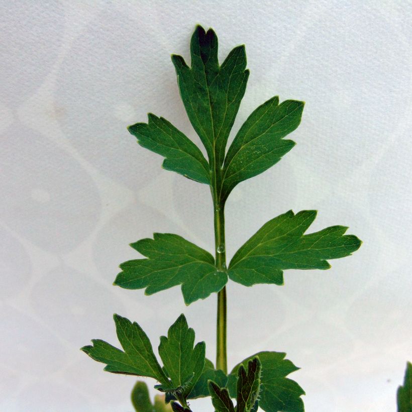 Pavot du Pays de Galles - Meconopsis cambrica (Foliage)