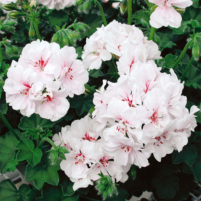 Géranium-lierre Blanche Roche (Flowering)