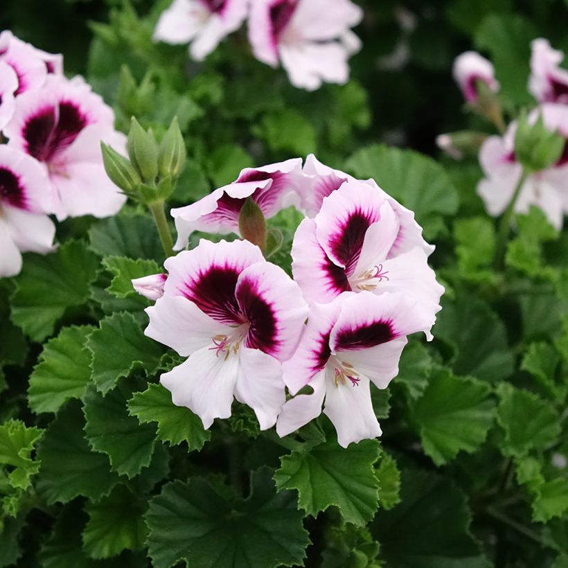 Pelargonium - Géranium parfumé Mosquitaway Lizzy (Flowering)