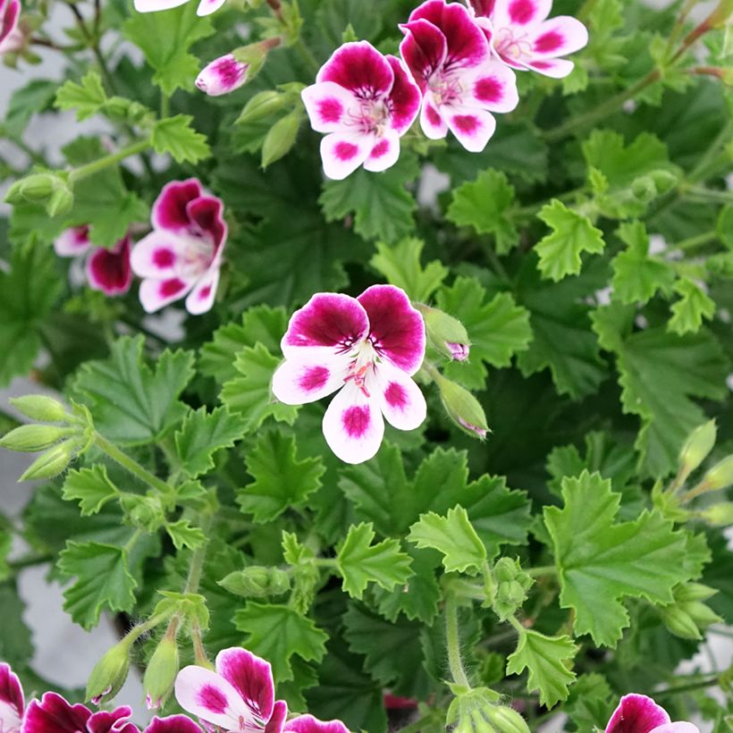 Pelargonium - Geranium parfumé Mosquitaway Nova (Flowering)