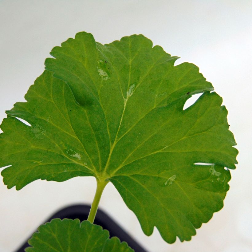 Pelargonium - Géranium parfumé fragrans (Foliage)