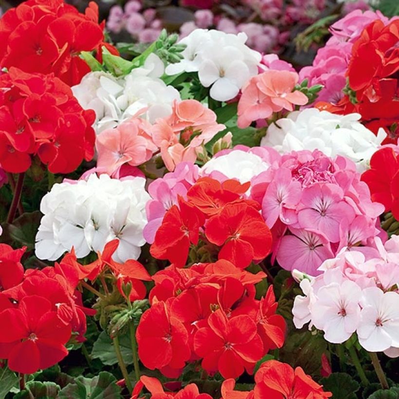 Géranium zonale Inspire Mix Mini-mottes (Flowering)