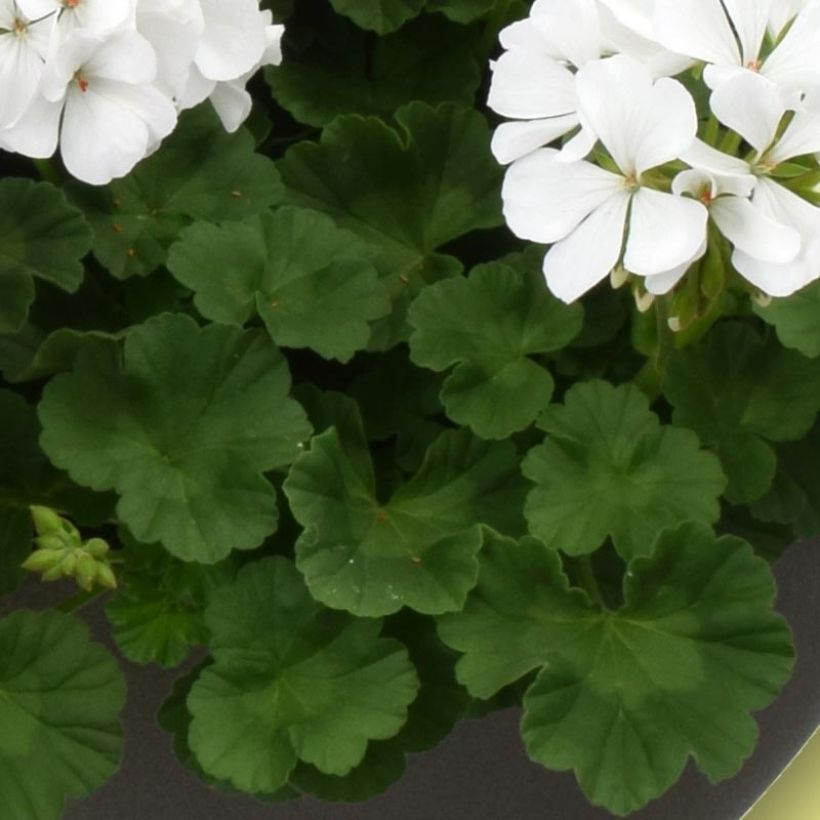 Géranium interspécifique TwoInOne White Mini-mottes  (Foliage)