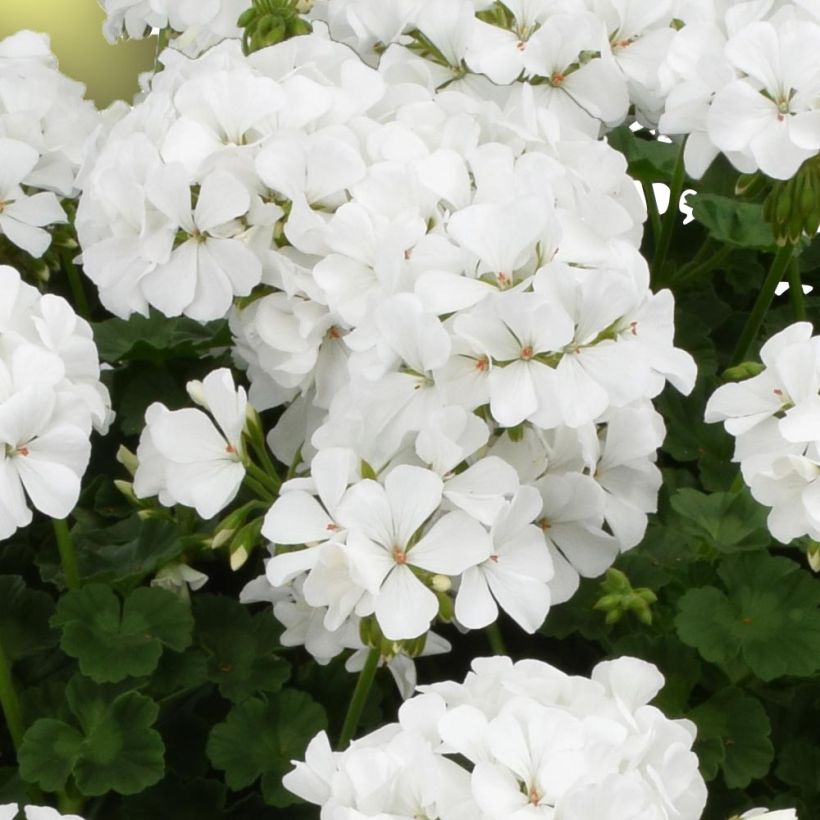 Géranium interspécifique TwoInOne White Mini-mottes  (Flowering)