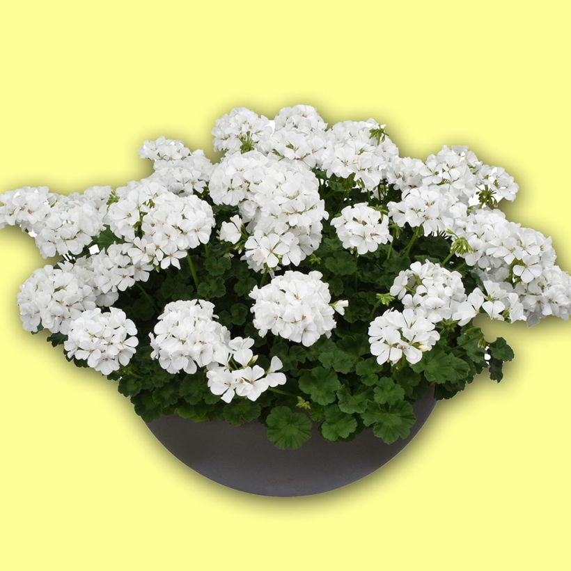 Géranium interspécifique TwoInOne White Mini-mottes  (Plant habit)