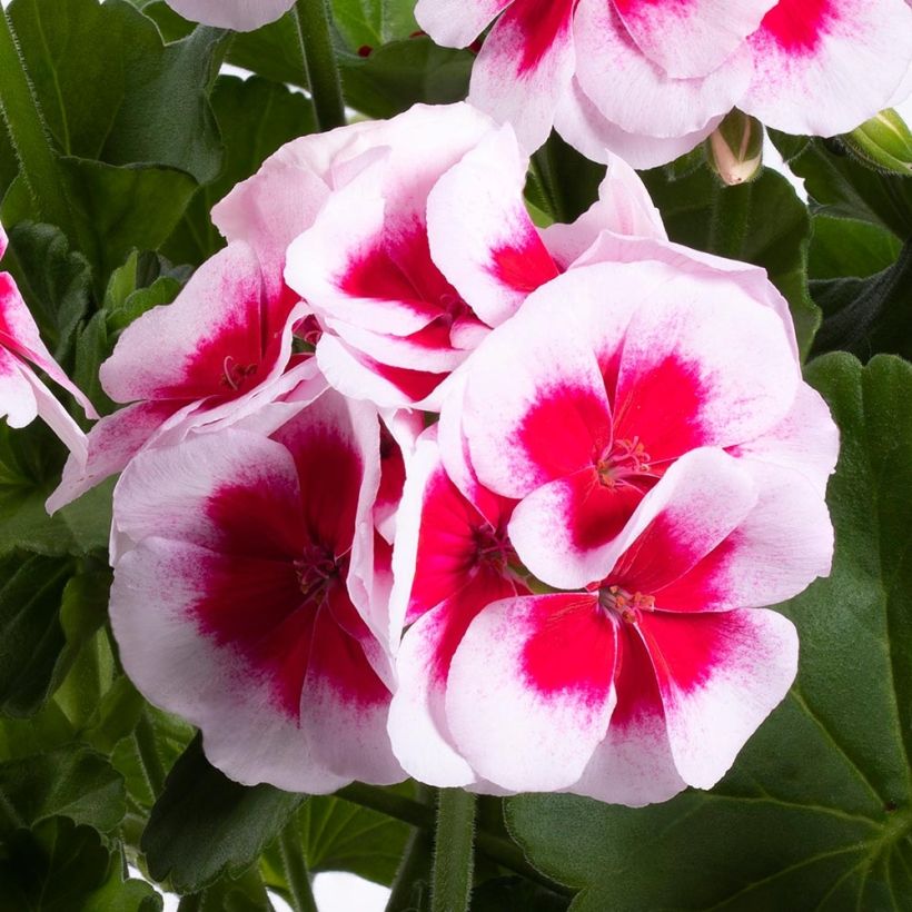 Géranium interspécifique TwoinOne White Splash Mini-mottes (Flowering)