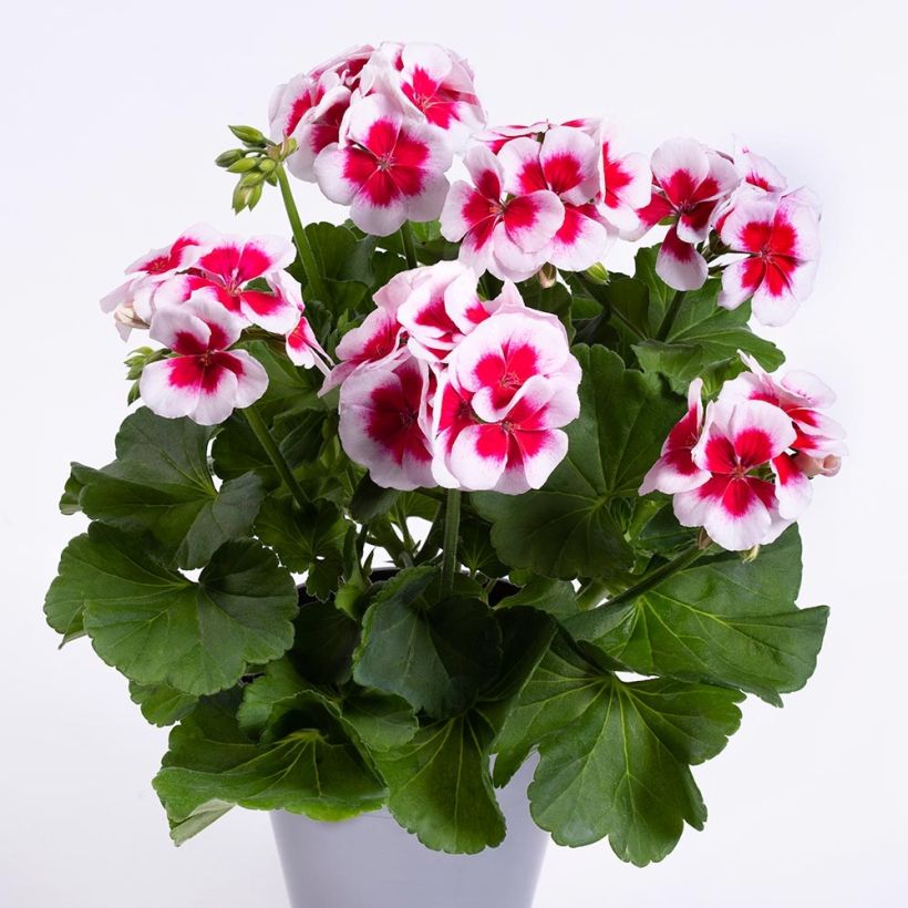 Géranium interspécifique TwoinOne White Splash Mini-mottes (Plant habit)