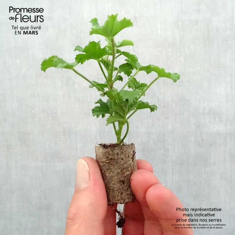 Example of Pelargonium grandiflorum Elegance Fenna - Géranium des fleuristes Mini-motte Ø 1,5/2,5 cm as you get in printemps
