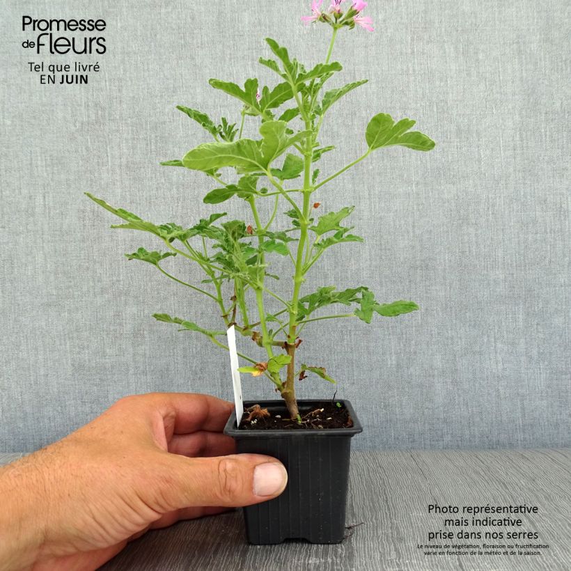 Example of Pelargonium odorant Brunswick - Géranium parfum lavande Godet de 8/9 cm as you get in ete