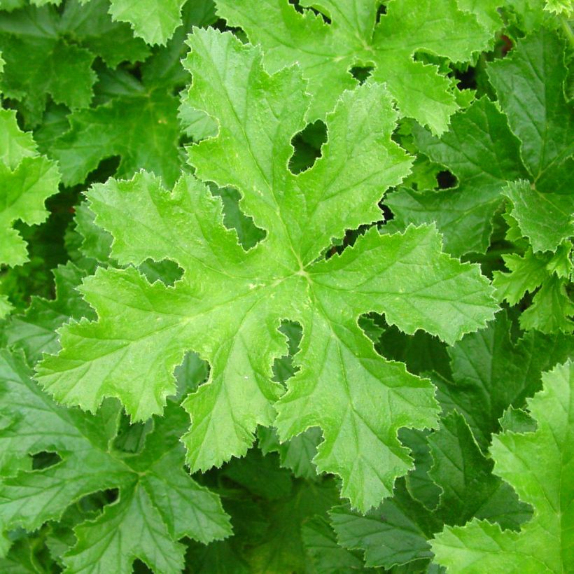 Pelargonium odorant Brunswick - Géranium parfum lavande (Foliage)