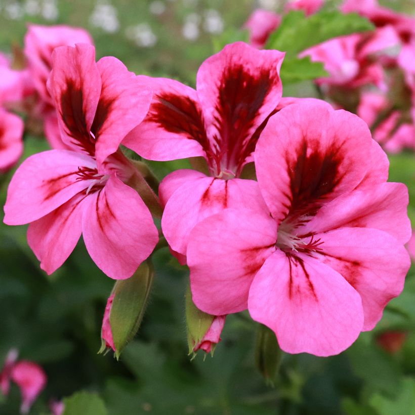 Pelargonium odorant Brunswick - Géranium parfum lavande (Flowering)