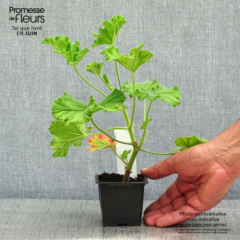 Example of Pelargonium odorant Purple Unique - Géranium parfum fraise Godet de 8/9 cm as you get in printemps