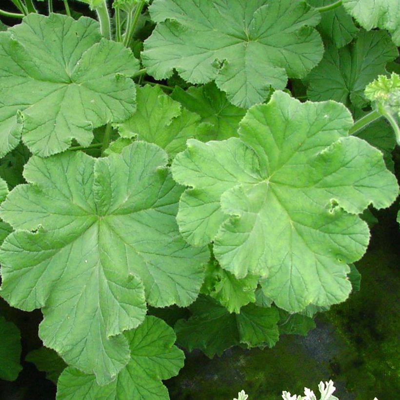 Pelargonium odorant Purple Unique - Géranium parfum fraise (Foliage)