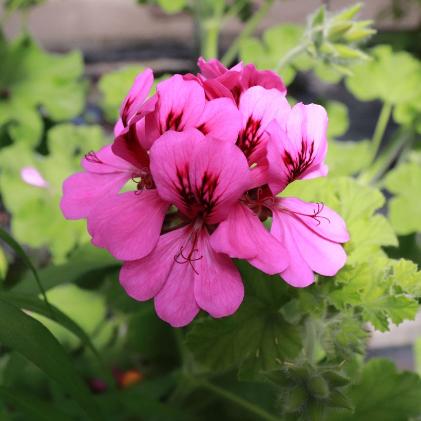 Pelargonium odorant Purple Unique - Géranium parfum fraise (Flowering)