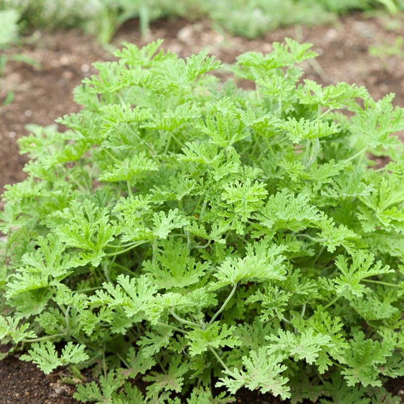 Pelargonium odorant White Graveolens - Géranium à forte odeur (Plant habit)