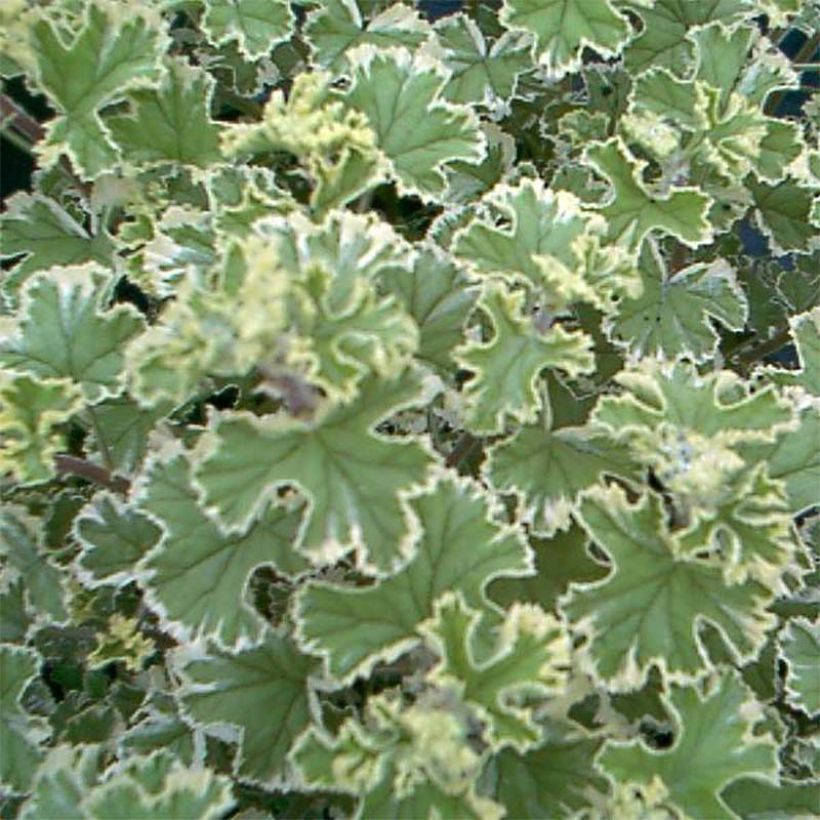 Pélargonium odorant crispum Variegatum - Géranium d'odeur panaché au parfum de citron. (Foliage)