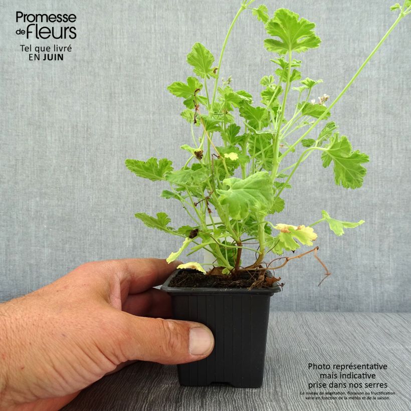 Example of Pelargonium odorant fragrans Variegatum - Géranium parfum pin maritime Godet de 8/9 cm as you get in ete