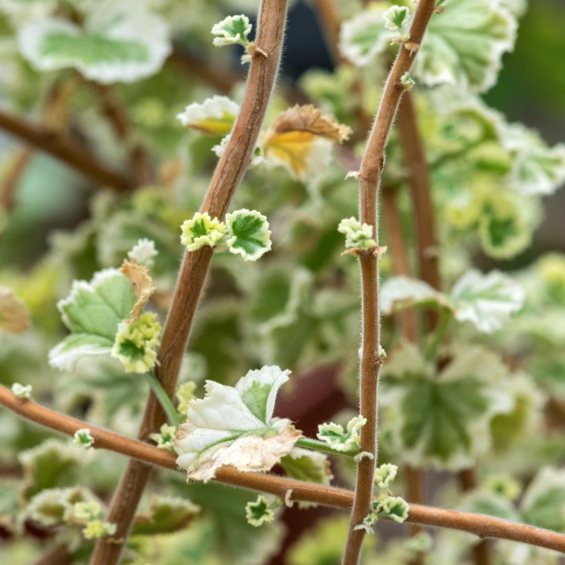 Pelargonium odorant fragrans Variegatum - Géranium parfum pin maritime (Foliage)