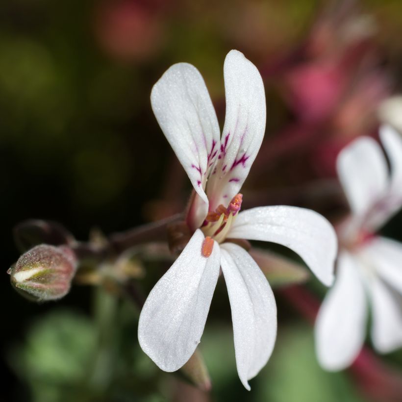 Pelargonium odorant fragrans Variegatum - Géranium parfum pin maritime (Flowering)