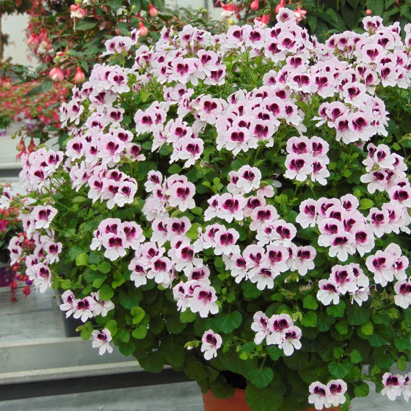 Pelargonium - Géranium parfumé Mosquitaway Lizzy (Plant habit)