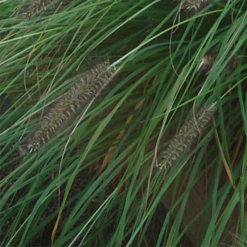 Pennisetum alopecuroïdes f. viridescens - Herbe aux écouvillons (Foliage)