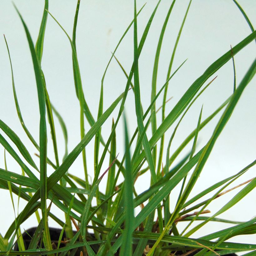 Pennisetum alopecuroides Gelbstiel - Herbe aux écouvillons  (Foliage)