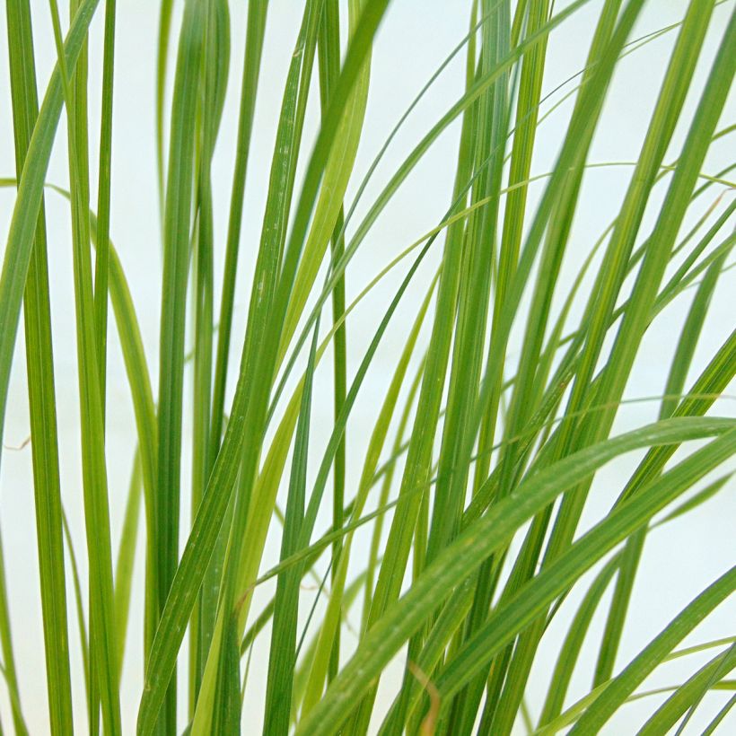 Pennisetum alopecuroides Goldstrich - Herbe aux écouvillons (Foliage)