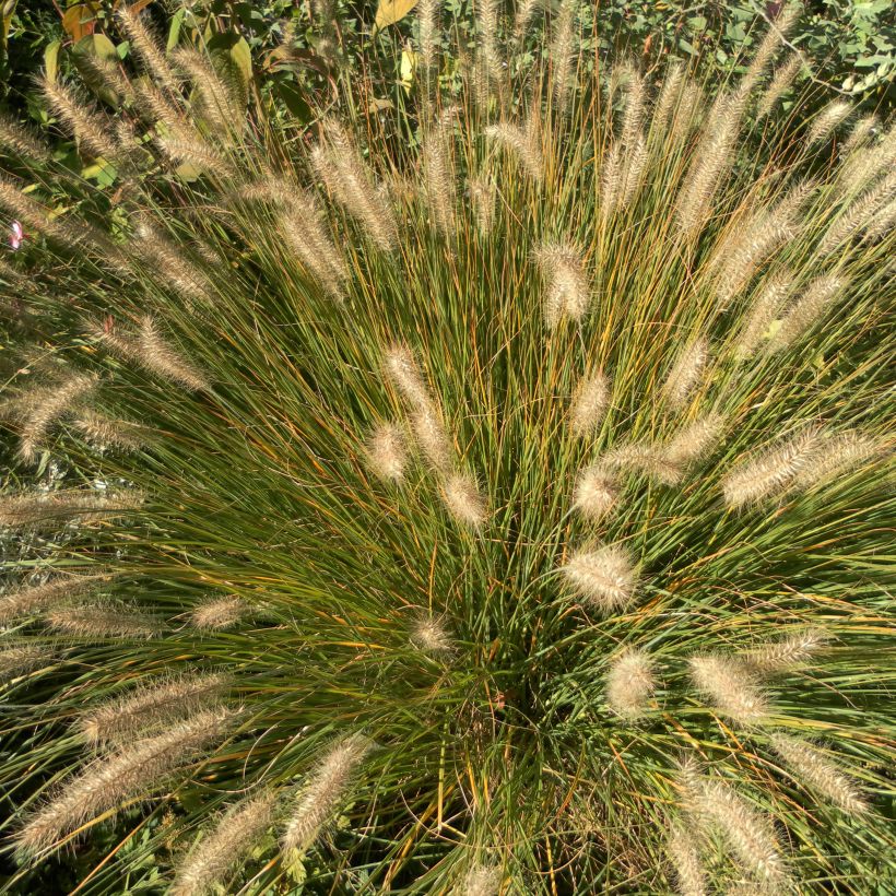 Pennisetum alopecuroides Hameln - Herbe aux écouvillons (Plant habit)