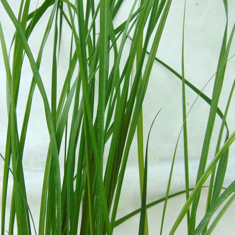Pennisetum alopecuroides Hameln - Herbe aux écouvillons (Foliage)