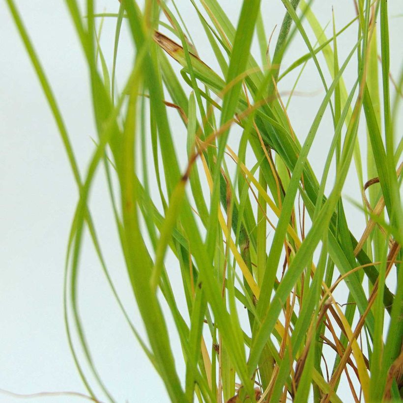 Pennisetum alopecuroides Hameln Gold - Herbe aux écouvillons dorée. (Foliage)
