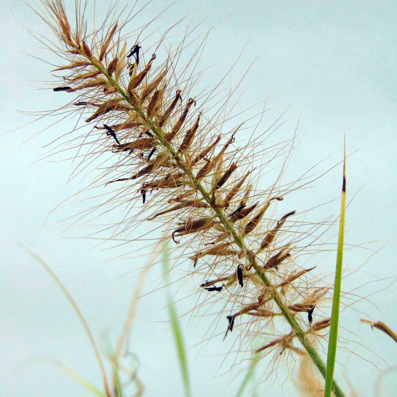 Pennisetum alopecuroides Hameln Gold - Herbe aux écouvillons dorée. (Flowering)