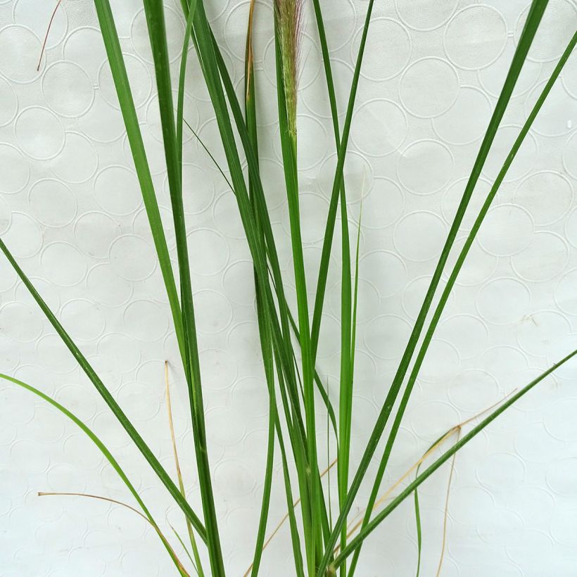 Pennisetum alopecuroides Herbstzauber, Herbe aux écouvillons (Foliage)