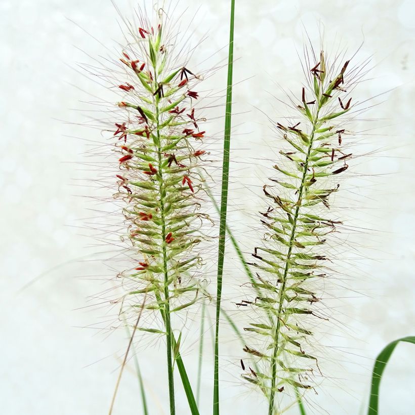 Pennisetum alopecuroides Herbstzauber, Herbe aux écouvillons (Flowering)