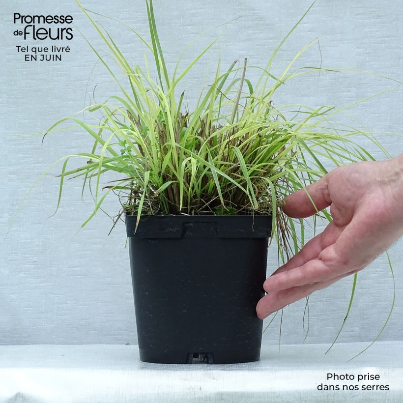 Example of Pennisetum alopecuroides Herbstzauber, Herbe aux écouvillons Pot de 2L/3L as you get in ete