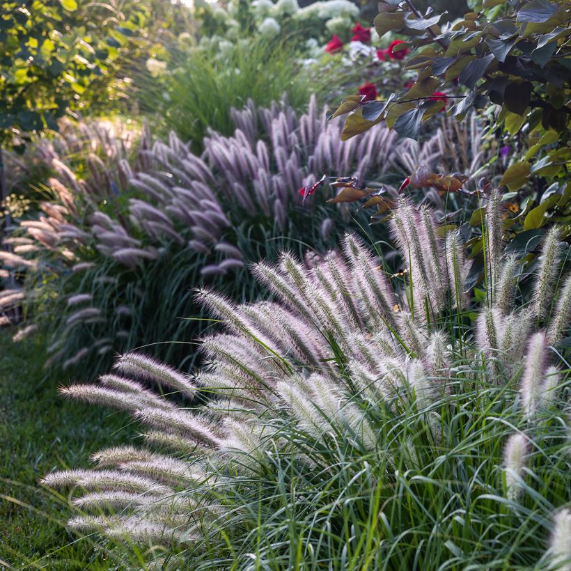 Pennisetum alopecuroides Red Head - Herbe aux écouvillons (Plant habit)