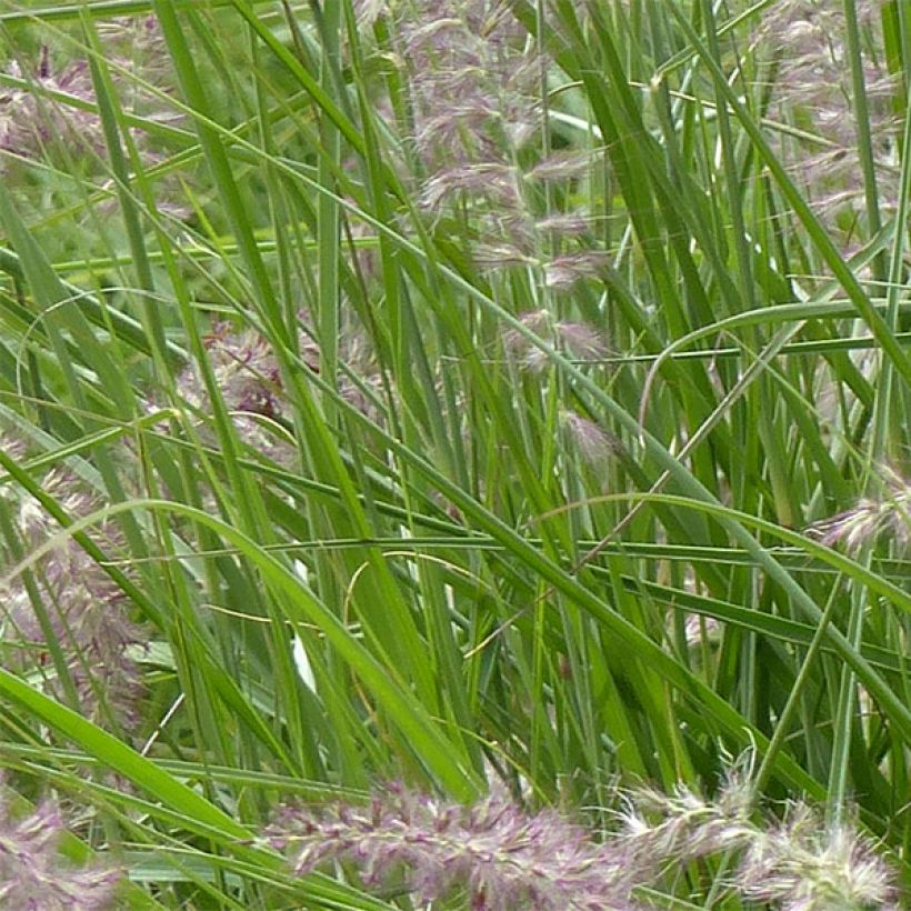 Pennisetum orientale Karley Rose - Herbe aux écouvillons roses (Foliage)
