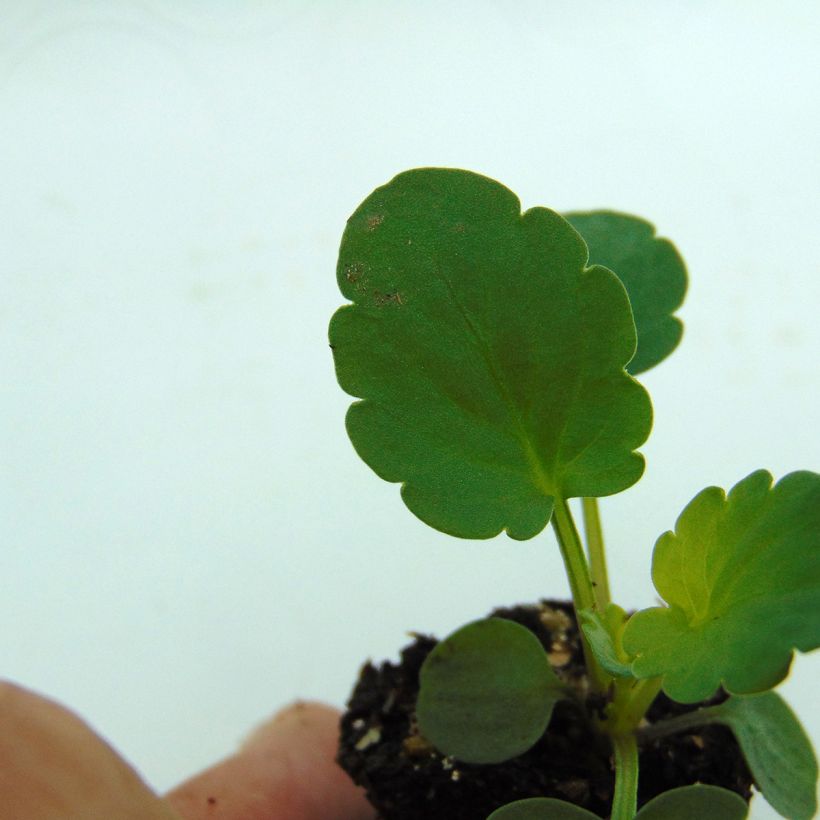 Pensée Matrix Golden Yellow Blotch  (Foliage)