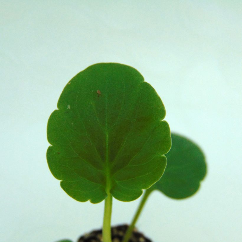 Pensée Matrix Orange Deep F1  (Foliage)