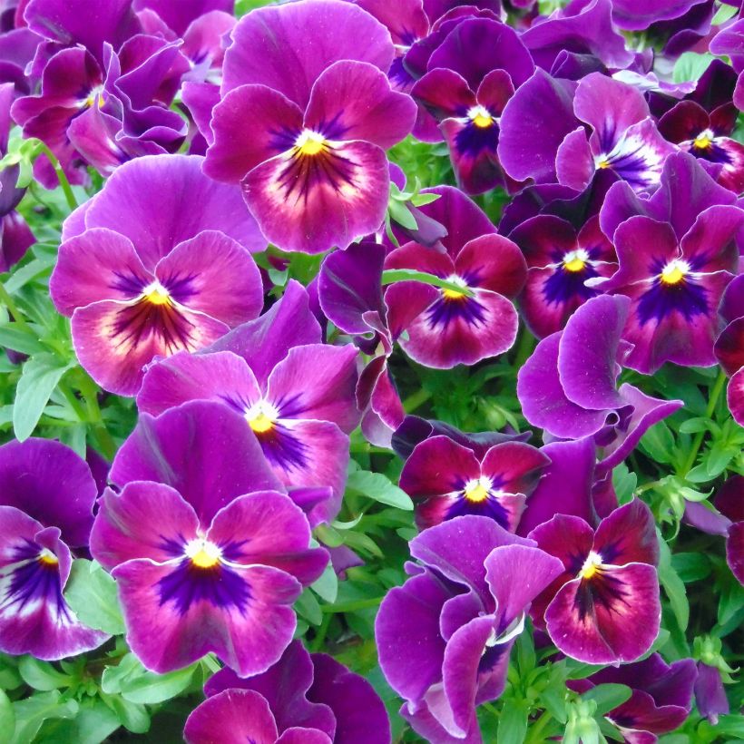 Pensée retombante Cool Wave  Raspberry Mini-motte (Flowering)