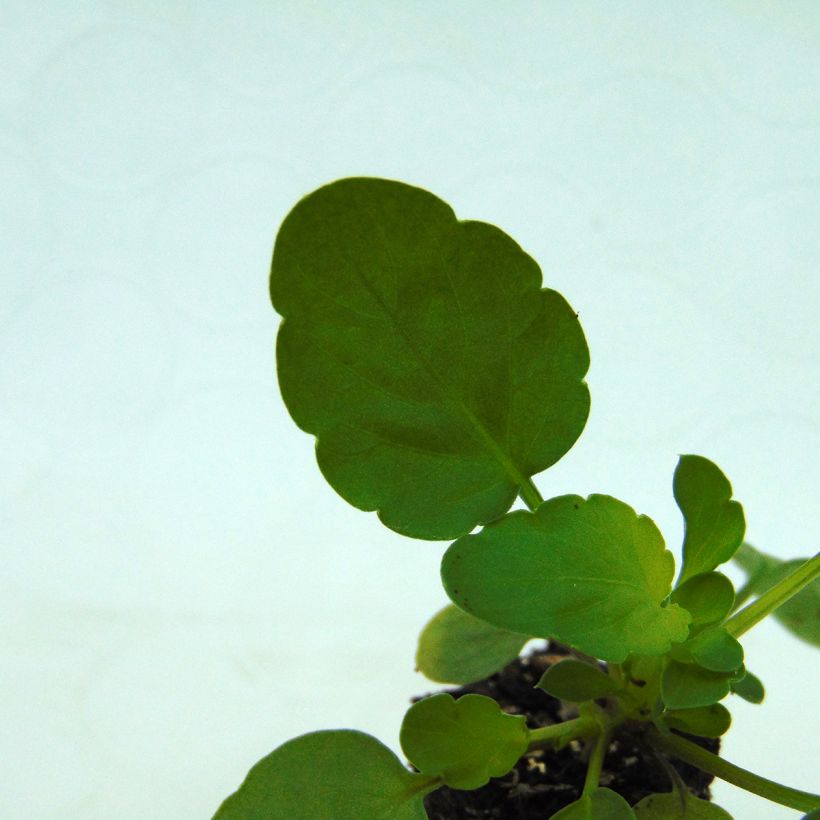 Pensée retombante Cool Wave  Raspberry Mini-motte (Foliage)