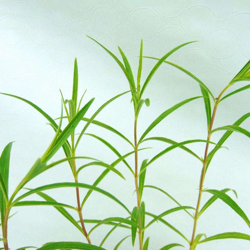 Penstemon Apple Blossom - Galane (Foliage)
