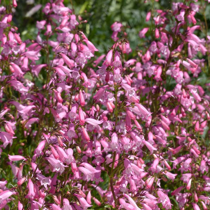 Penstemon Evelyn - Galane (Flowering)