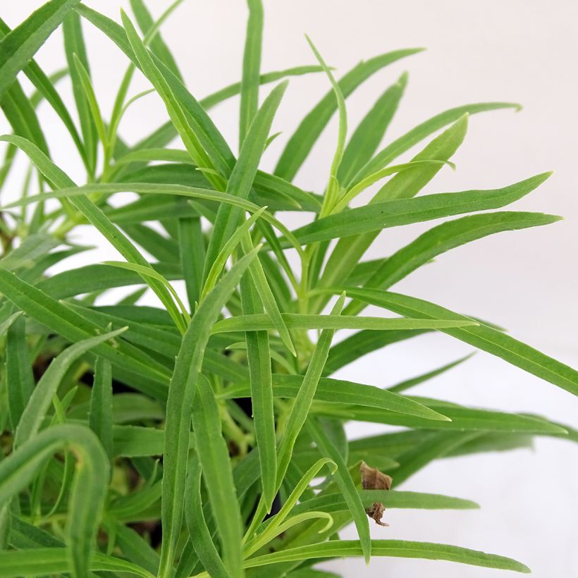 Penstemon Evelyn - Galane (Foliage)