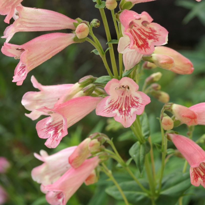 Penstemon Hewell Pink Bedder - Galane (Flowering)