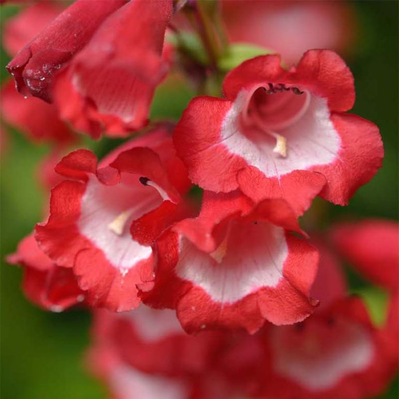 Penstemon Le Phare - Galane (Flowering)