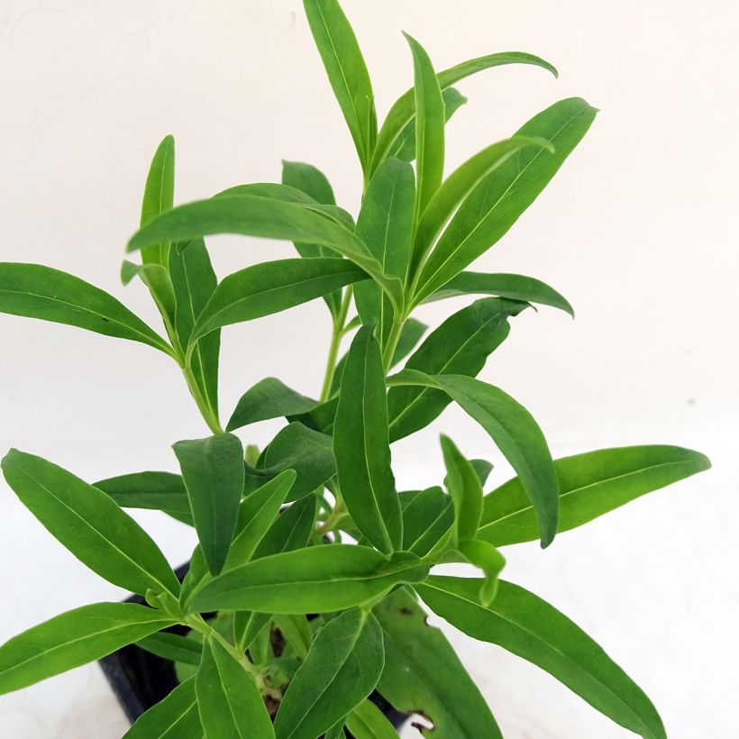 Penstemon Le Phare - Galane (Foliage)
